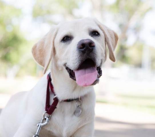 導盲犬照顧 導盲犬照顧