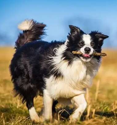 澳洲牧羊犬 邊境牧羊犬 比較 澳洲牧羊犬 邊境牧羊犬 比較