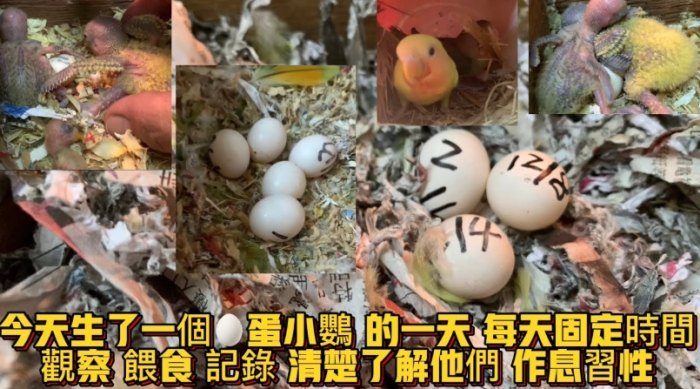鸚鵡產卵季節 鸚鵡產卵季節