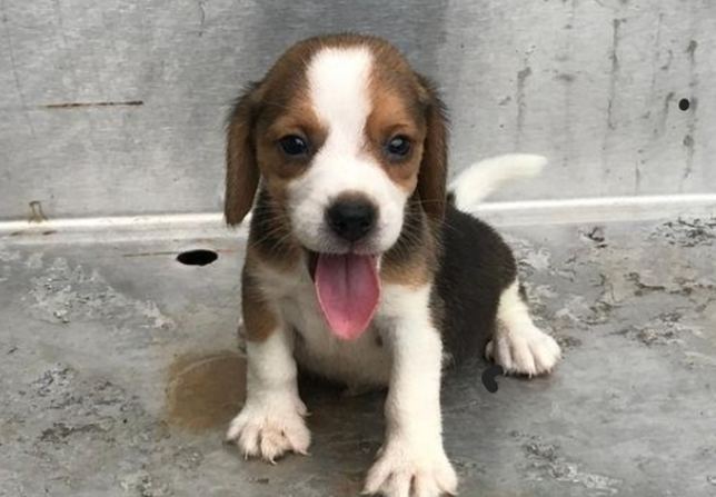 米格魯犬領養流程 米格魯犬領養流程