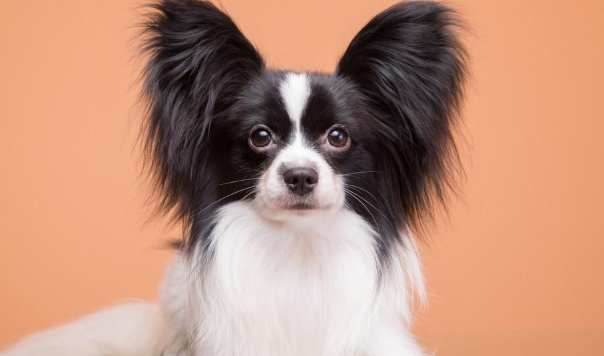 蝴蝶犬訓練方法 蝴蝶犬訓練方法