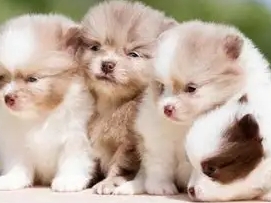 迷你犬推薦