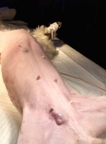狗狗乳腺瘤初期症狀 狗狗乳腺瘤初期症狀