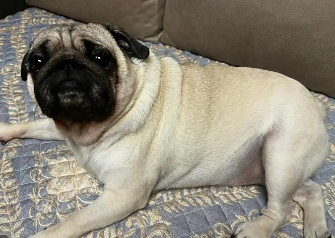 狗狗死亡身體變化 狗狗死亡身體變化