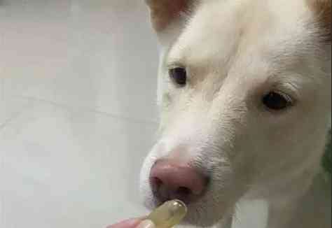 寵物油推薦 寵物油推薦