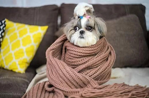 狗狗手術後發抖正常嗎 狗狗手術後發抖正常嗎