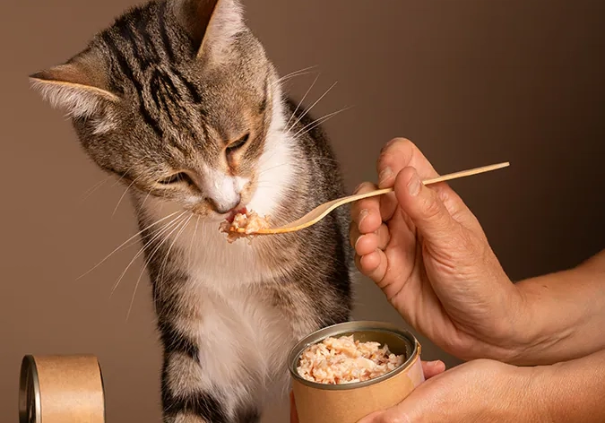 貓咪換季不吃飯 貓咪換季不吃飯