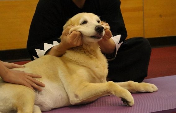 狗狗行為解析 狗狗行為解析