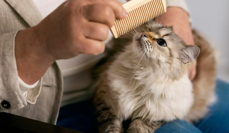 猫咪肛门护理 猫咪肛门护理