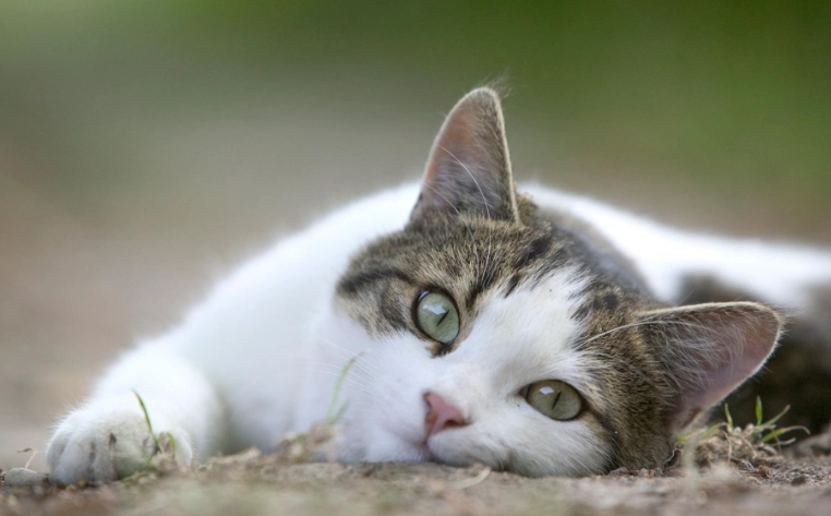 猫行为异常 猫行为异常
