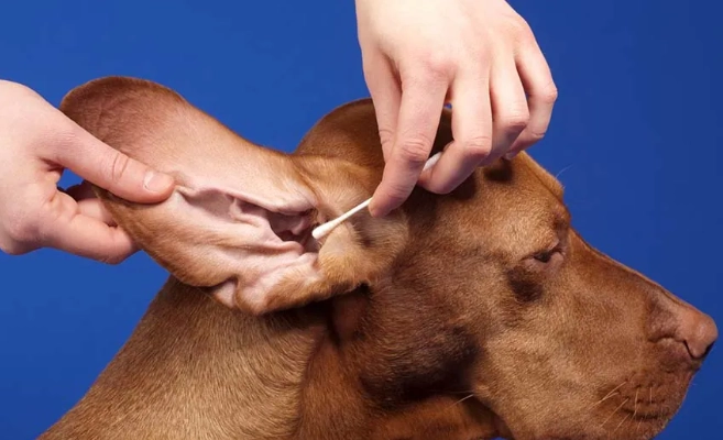 犬耳垢黑色原因 犬耳垢黑色原因