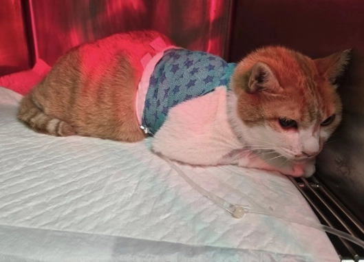 貓良性腫瘤治療 貓良性腫瘤治療