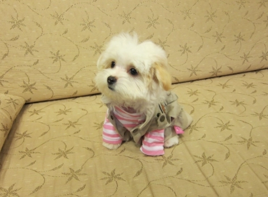 幼犬饮食问题 幼犬饮食问题