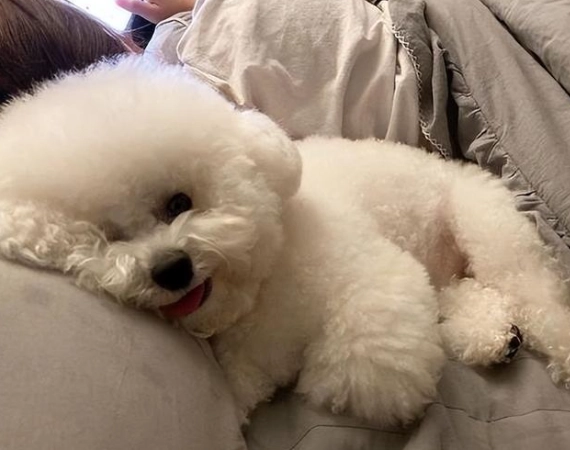 狗討厭摸屁股 狗討厭摸屁股