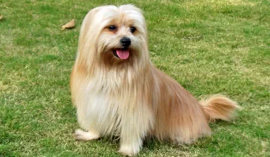 拉薩犬西施犬比較 拉薩犬西施犬比較