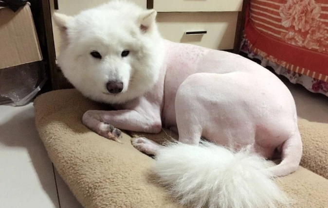 狗狗中暑預防