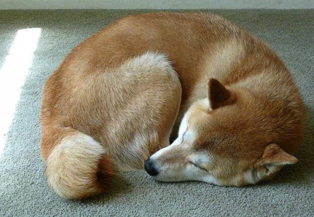 狗討厭被摸的部位 狗討厭被摸的部位