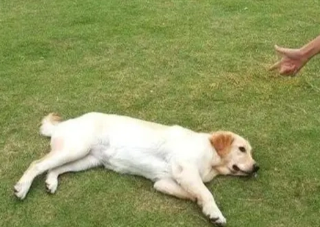 狗趴下訓練 狗趴下訓練