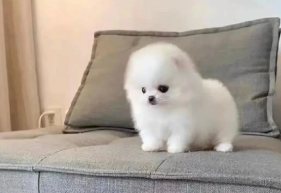 狗叫噪音處理 狗叫噪音處理