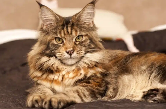 猫咪肛门护理 猫咪肛门护理