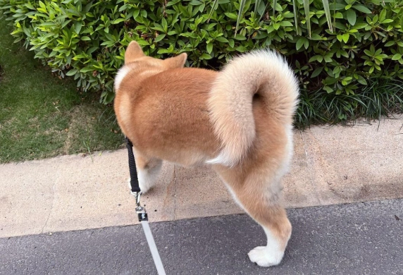 狗狗行為禁忌 狗狗行為禁忌