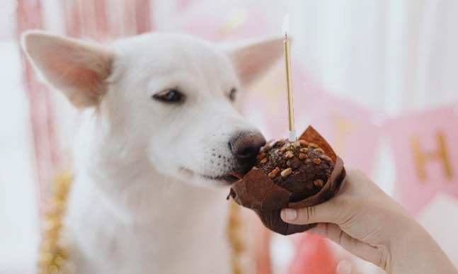 幼犬不吃饭 幼犬不吃饭