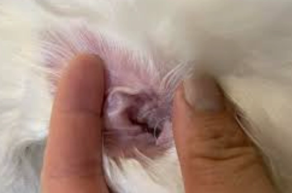 狗狗拔耳毛疼痛 狗狗拔耳毛疼痛