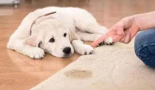狗狗排尿問題 狗狗排尿問題
