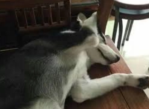 狗狗流口水健康