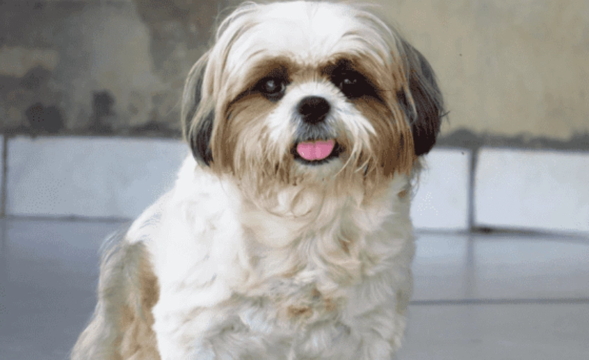 短吻犬飼養指南 短吻犬飼養指南
