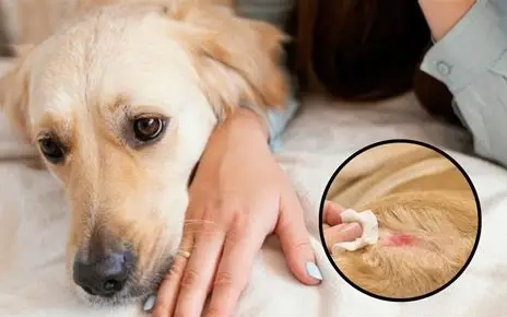 狗狗傷口發炎處理 狗狗傷口發炎處理