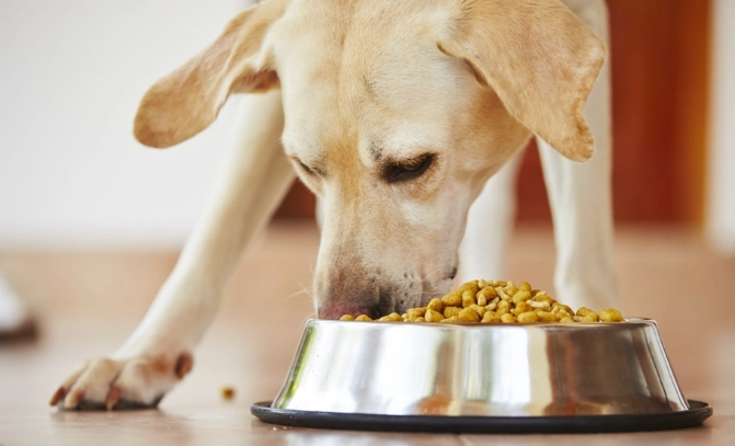 狗狗進食變慢原因 狗狗進食變慢原因