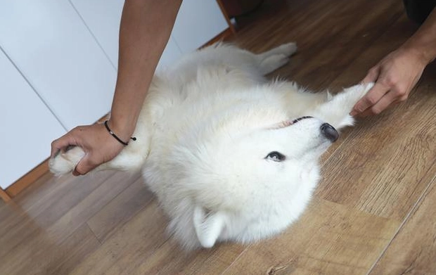 正向訓練有效性 正向訓練有效性