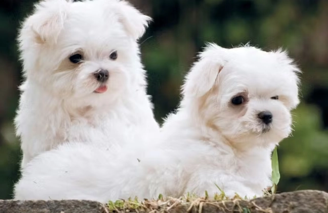 低掉毛犬種 低掉毛犬種