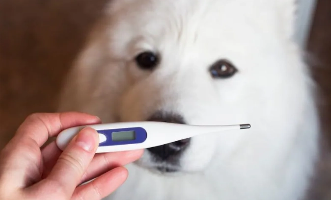 老狗發燒症狀 老狗發燒症狀