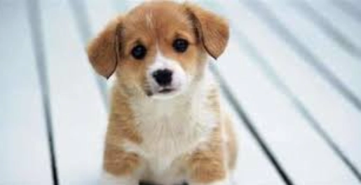 幼犬咬人原因 幼犬咬人原因