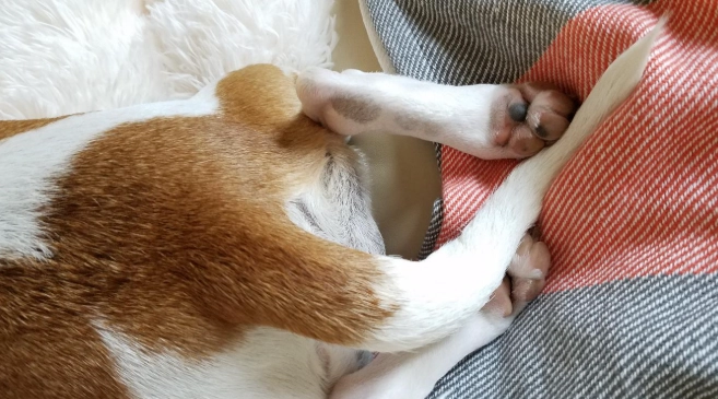 狗狗追尾巴原因 狗狗追尾巴原因