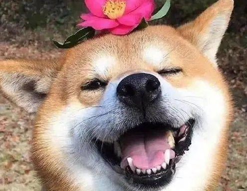狗狗喘氣原因 狗狗喘氣原因
