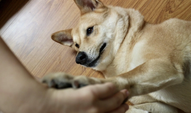 狗狗腸胃腫瘤治療 狗狗腸胃腫瘤治療