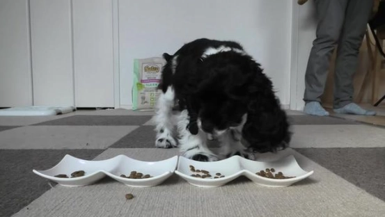 幼犬不吃饭 幼犬不吃饭
