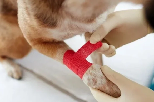 狗狗受傷照顧