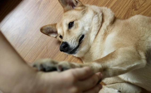 狗狗腿腫治療