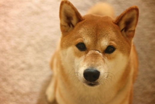 狗狗耳朵清潔 狗狗耳朵清潔