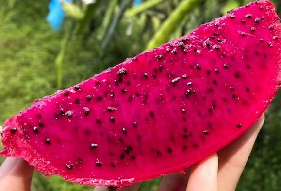 火龍果尿液變紅 火龍果尿液變紅