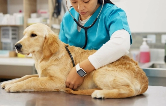 老年犬心跳異常 老年犬心跳異常