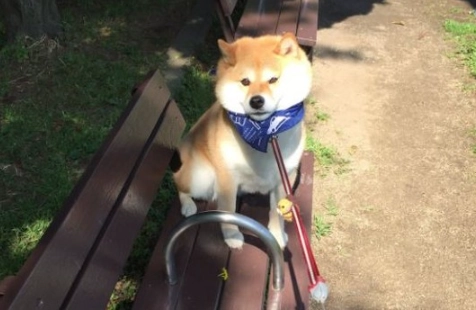 狗狗散步问题 狗狗散步问题