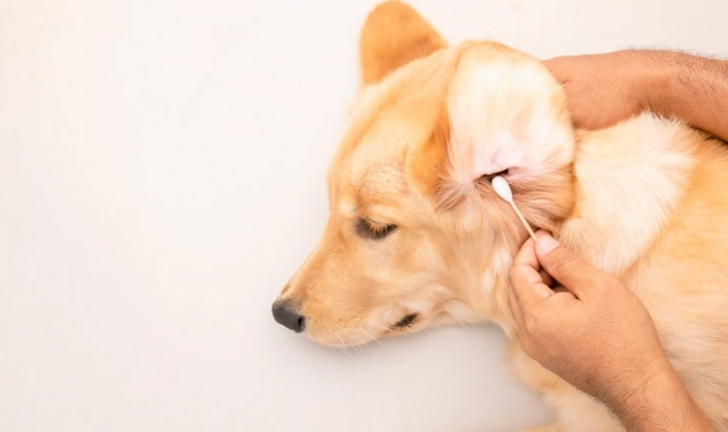 狗狗耳朵水聲原因 狗狗耳朵水聲原因