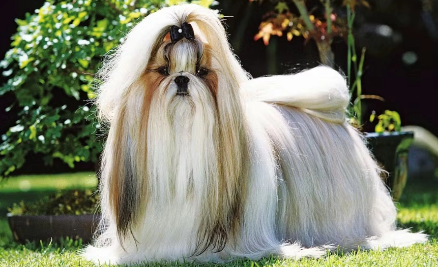 拉薩犬性格特點 拉薩犬性格特點