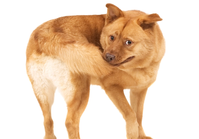 狗咬自己原因 狗咬自己原因