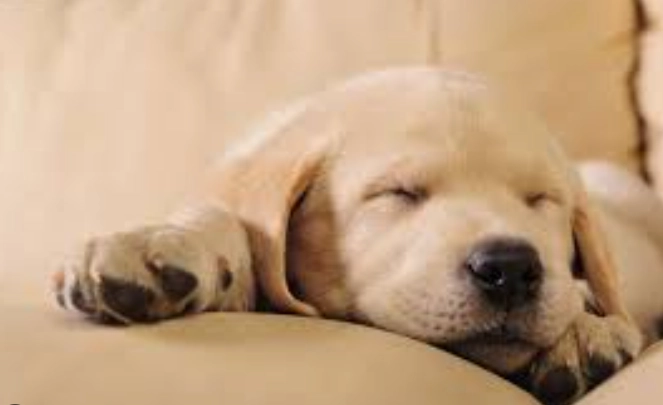 狗睡眠口水處理